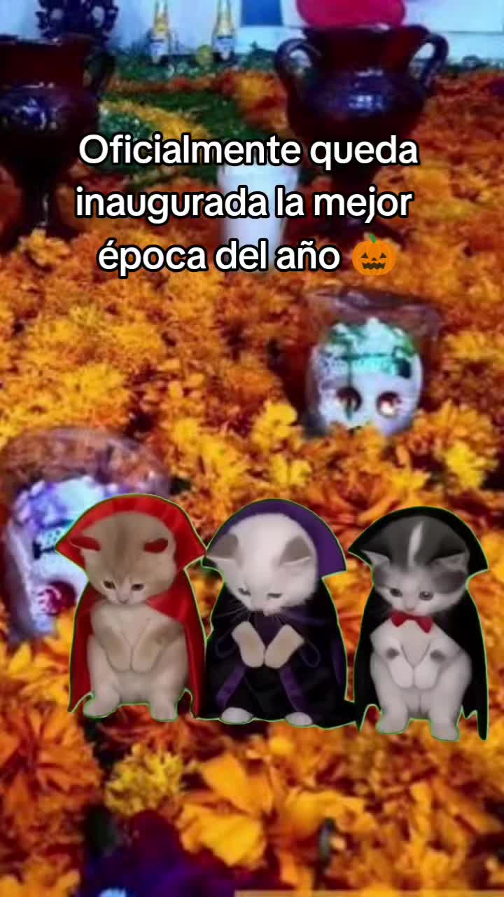 @Sanchez❤️