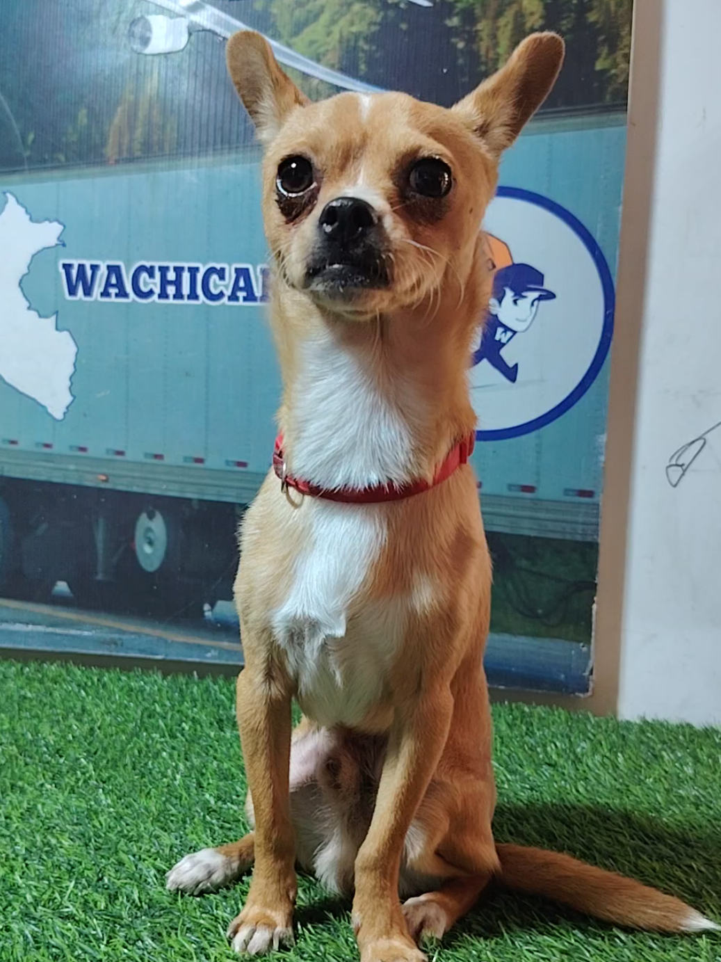 @WACHICARGO Pets