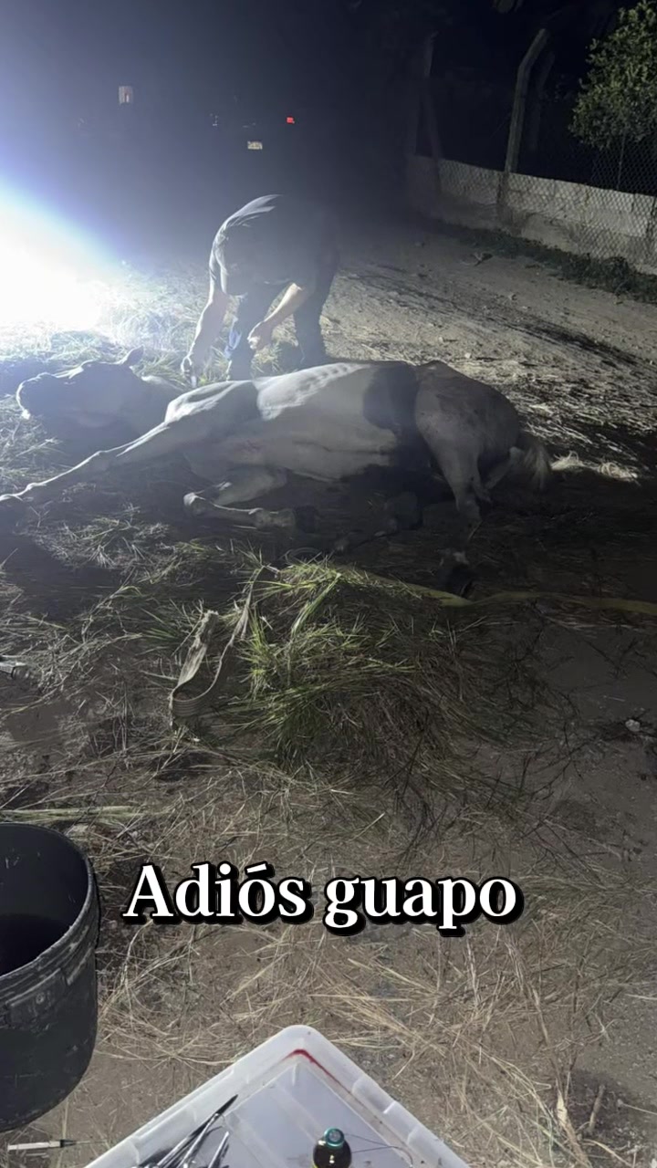 @Angeles Alvarado 504