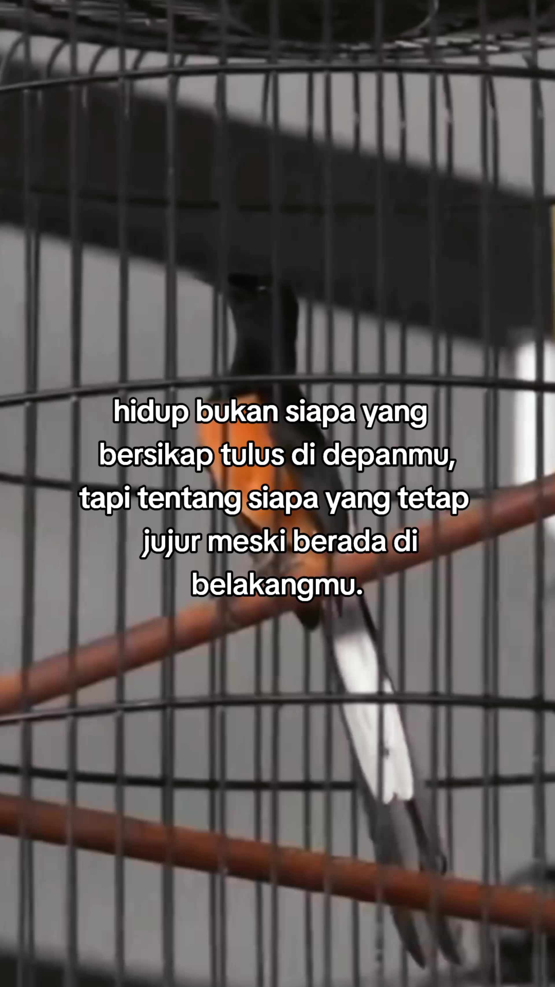 @Zulll x IIEC