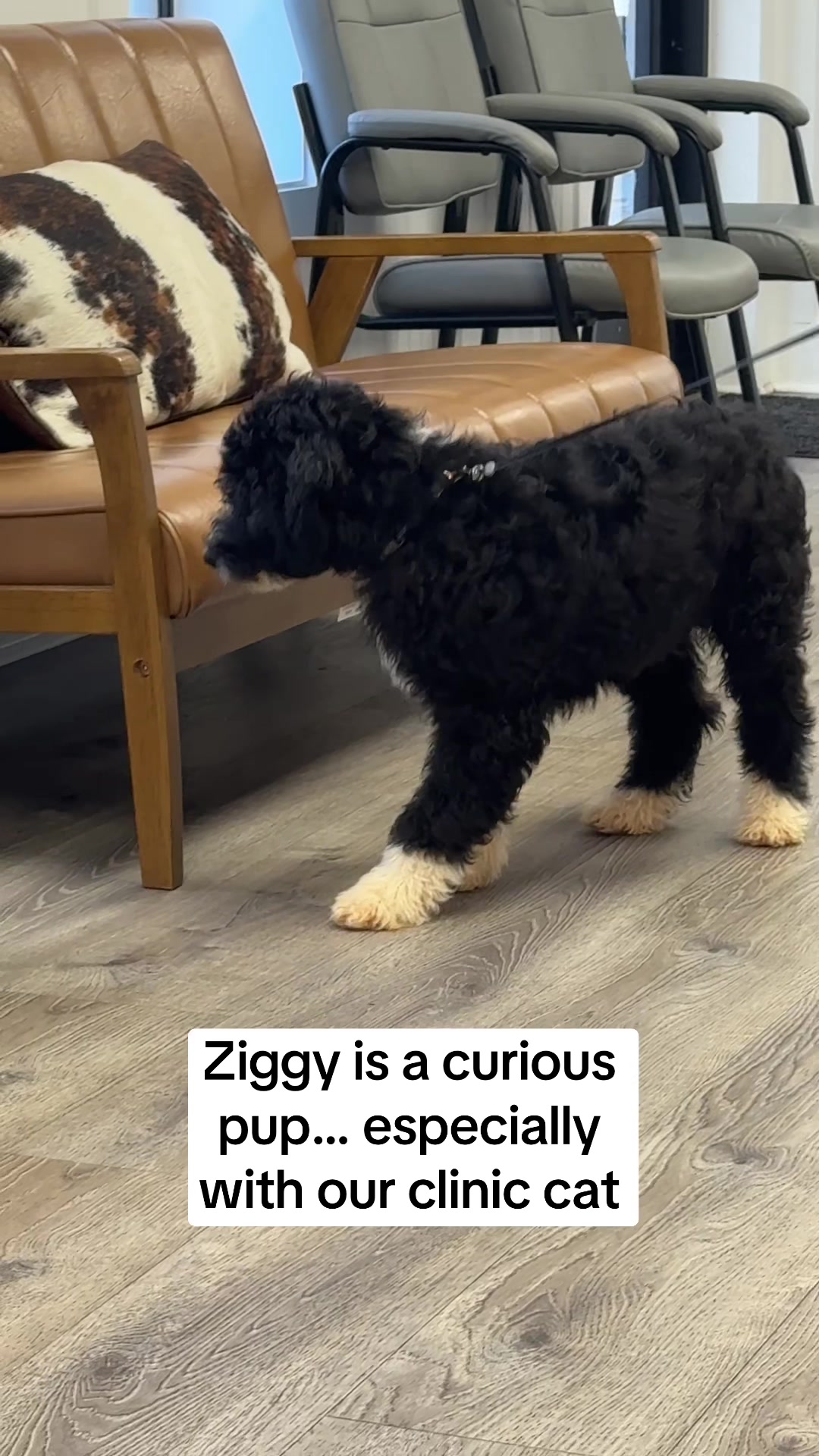 @Snodgrass Vet