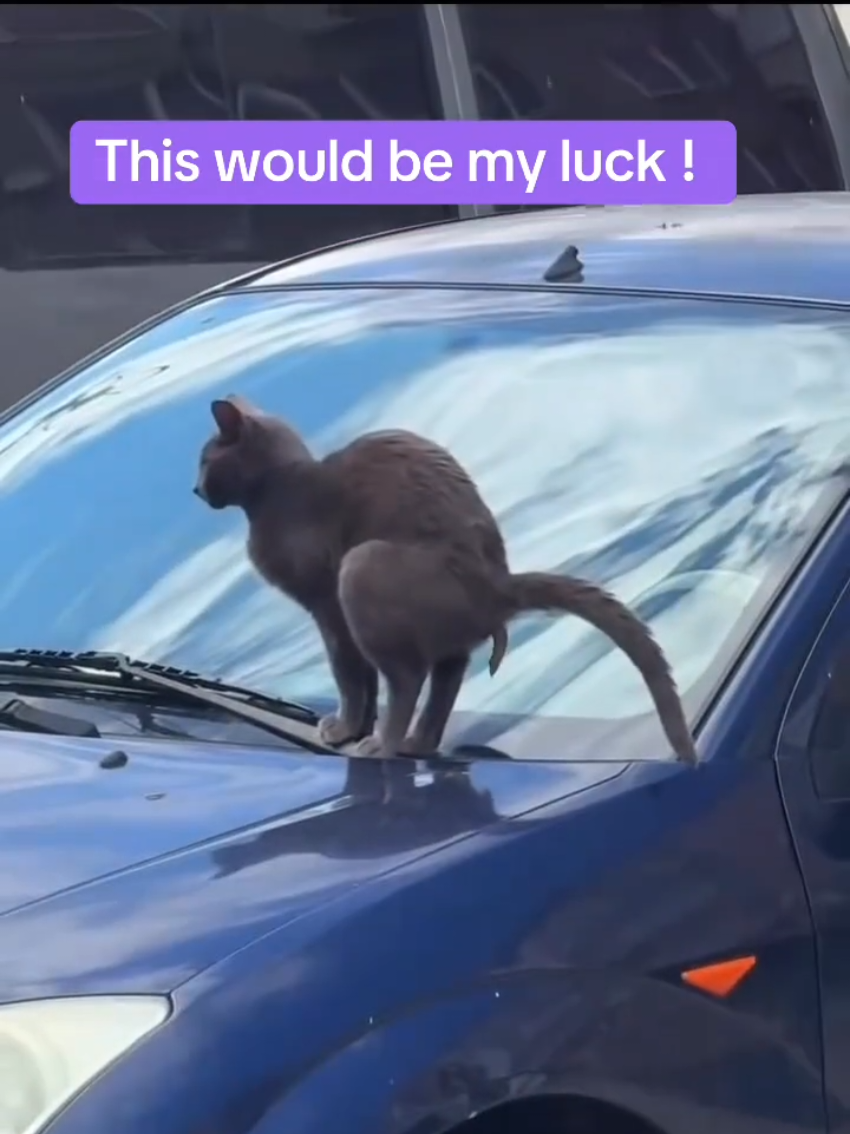@Random Cat Stuff