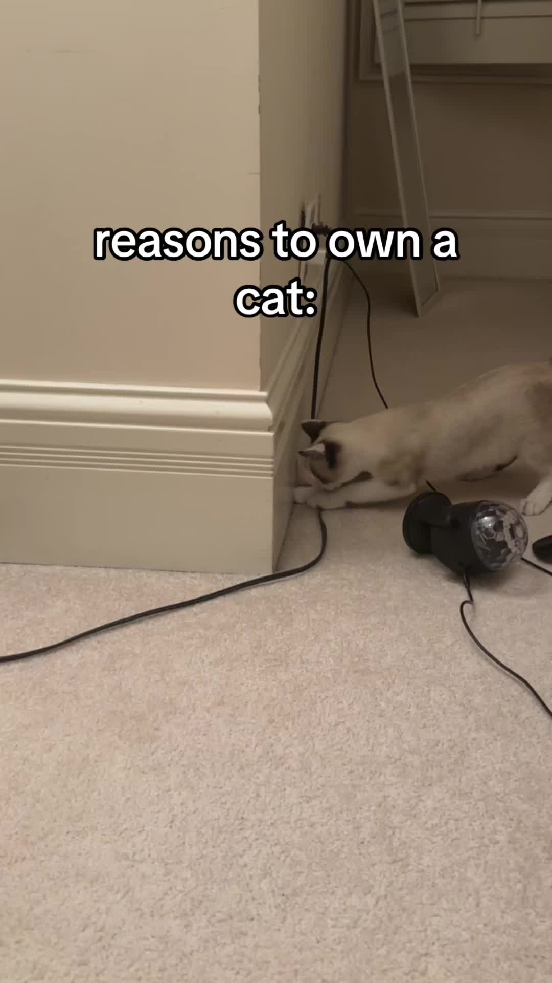 @snaptocks (also on yt)