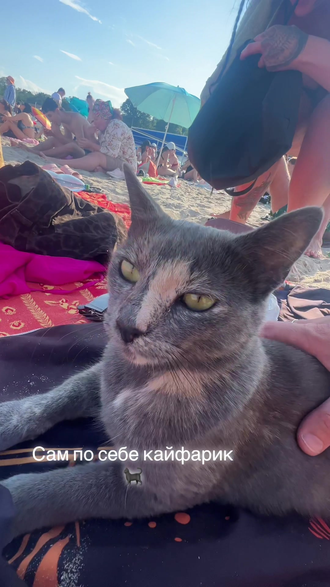 @𝑫𝑬𝑵𝑰𝑺_𝑶𝑭𝑭𝑰𝑪𝑰𝑨𝑳 ☑️