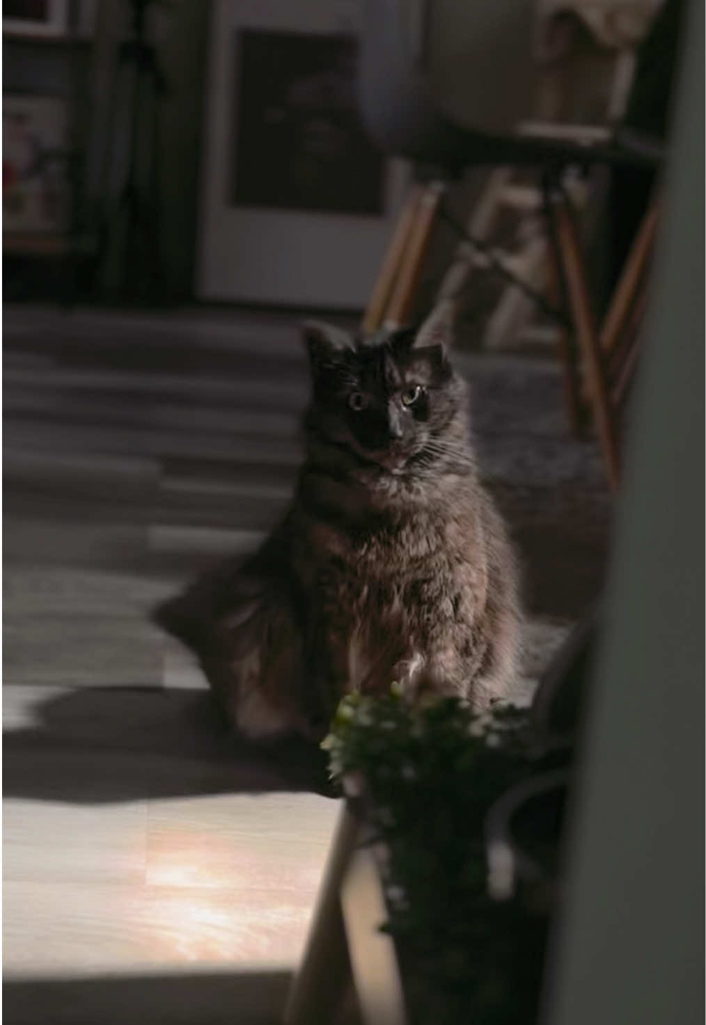 @KIRACAT