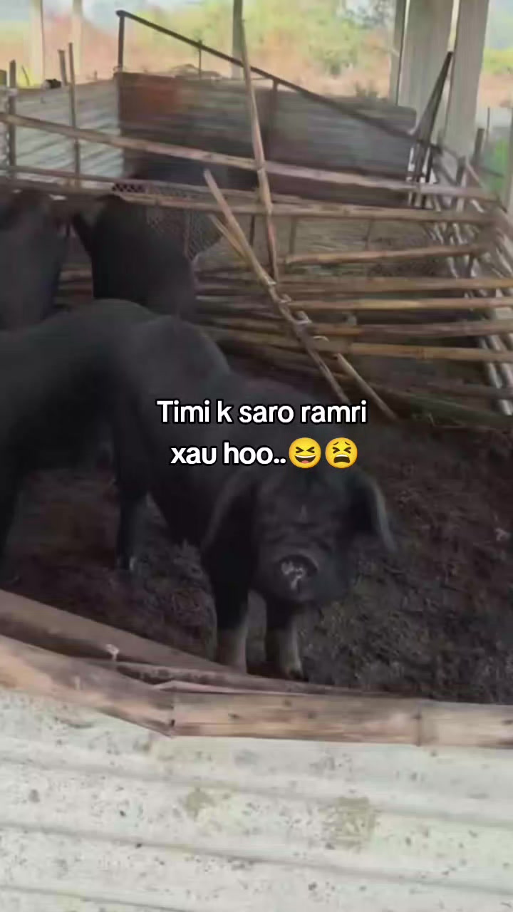 @''Ur-FaV"🥷🇳🇵