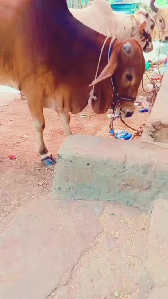 @Maryam Saleem458