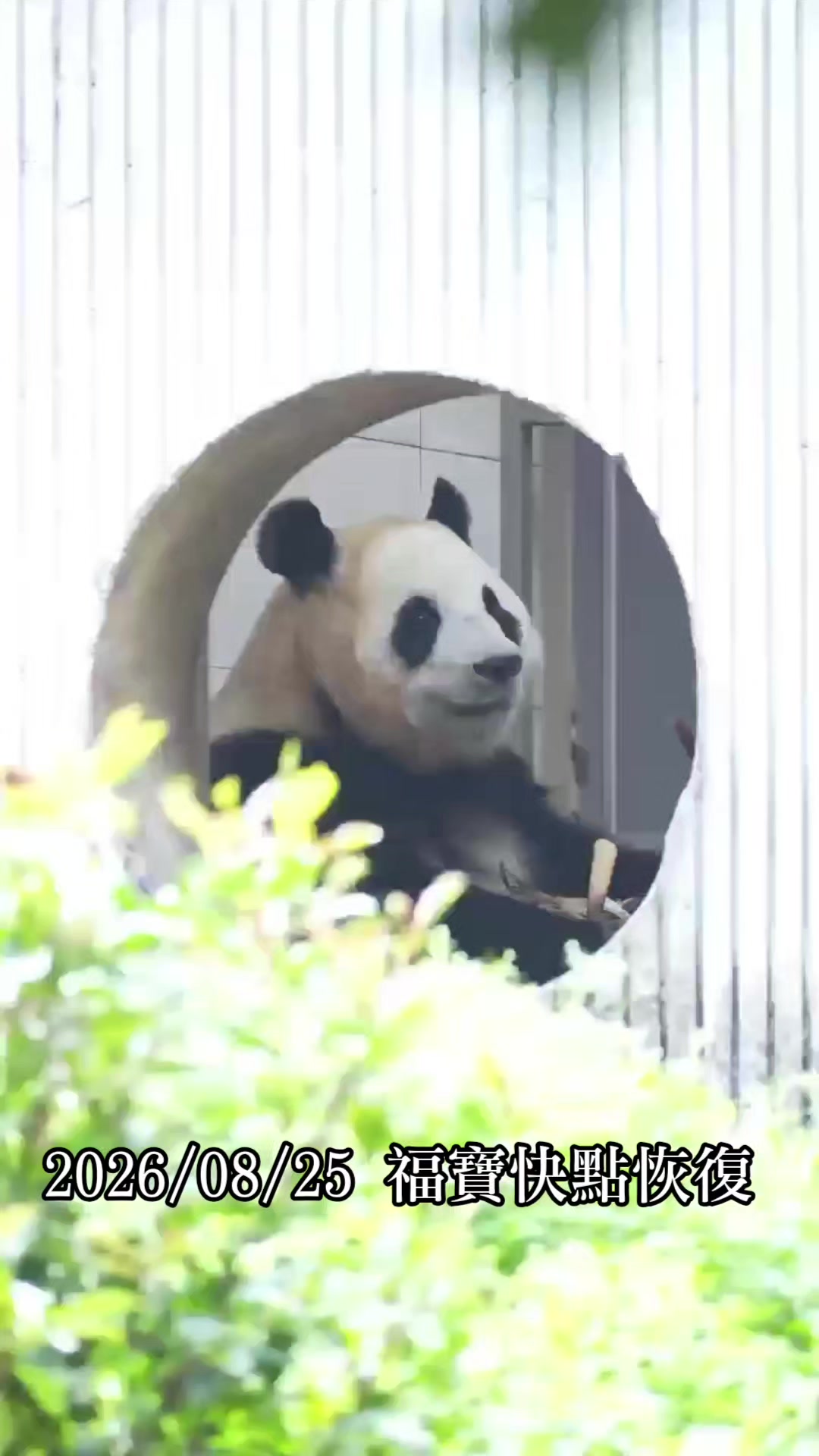 @福寶需要愛的抱抱