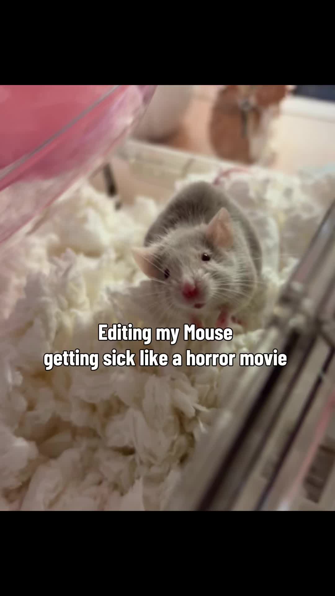 @thatweirdanimalgirl