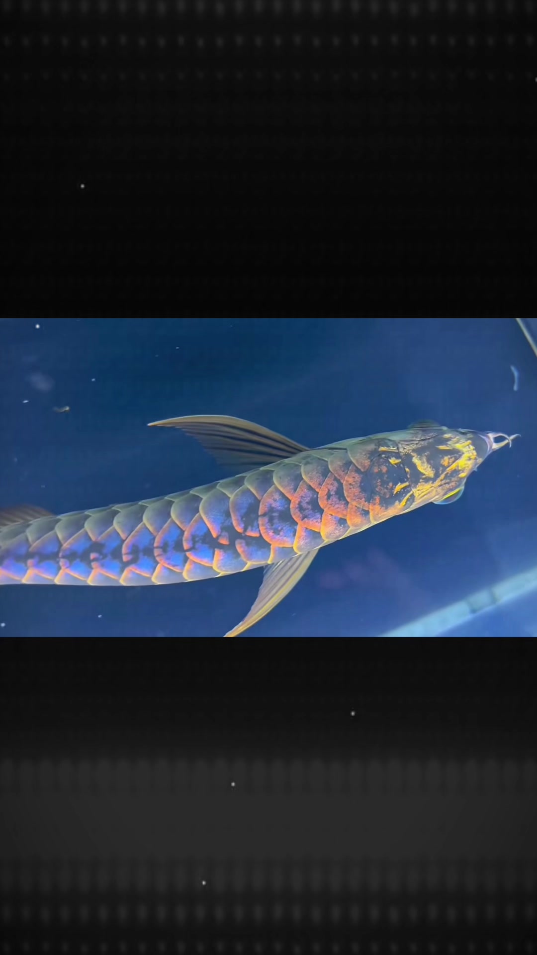 @網上看魚