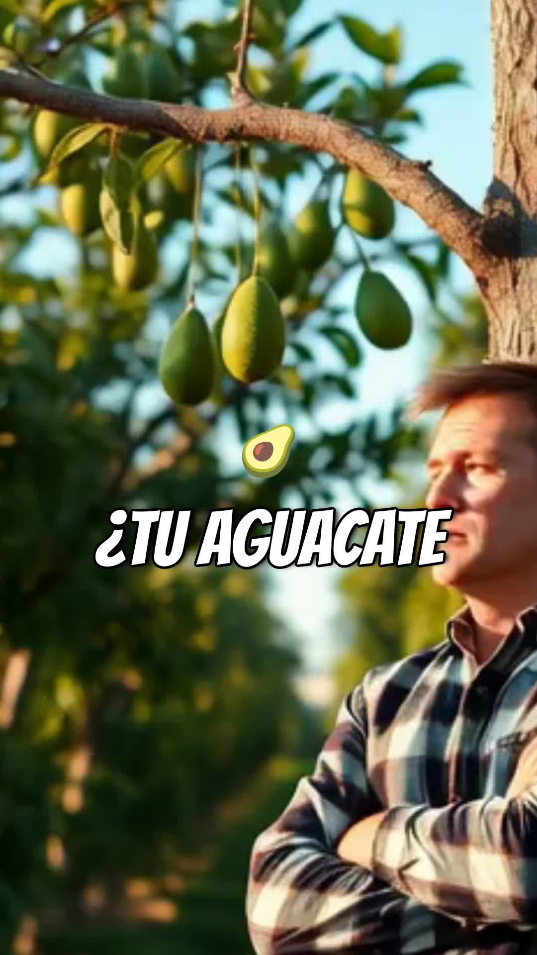 @tour del aguacate