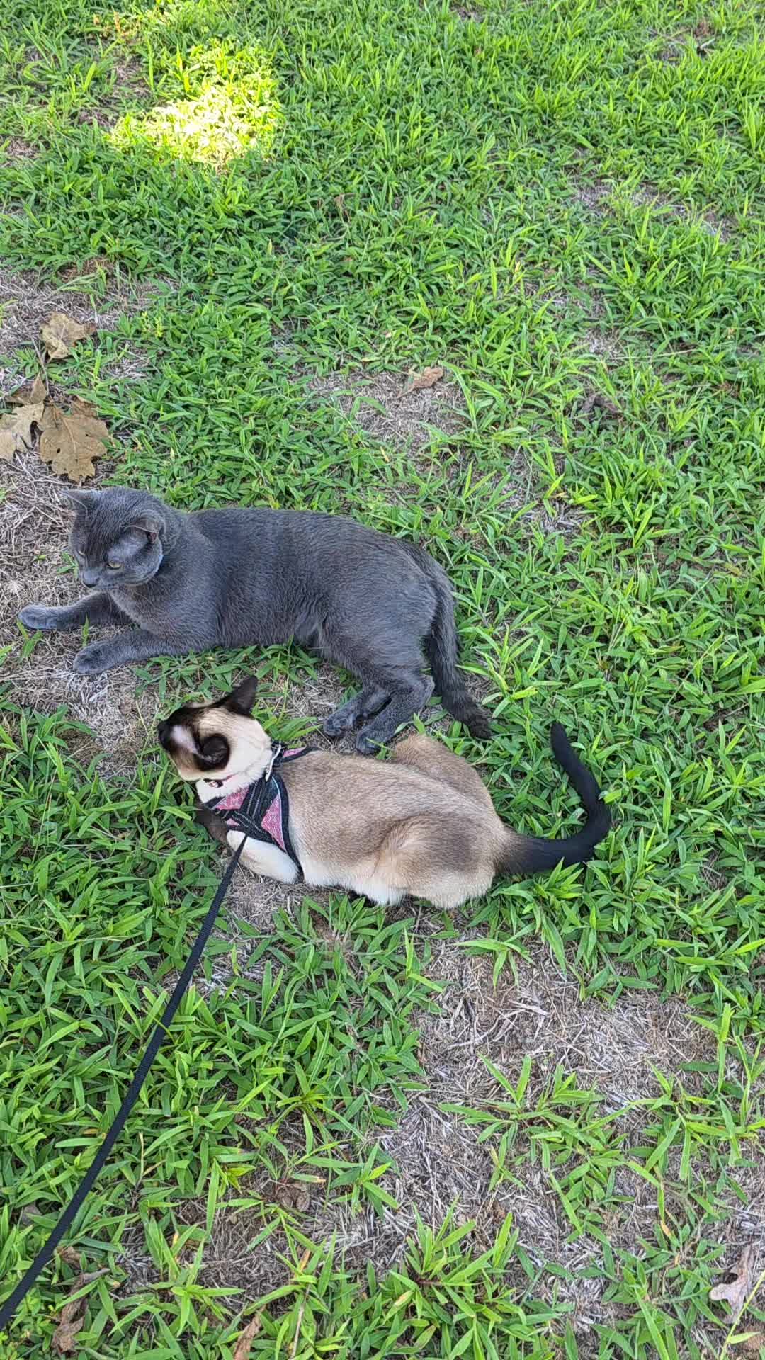 @Molly_and_Sammy