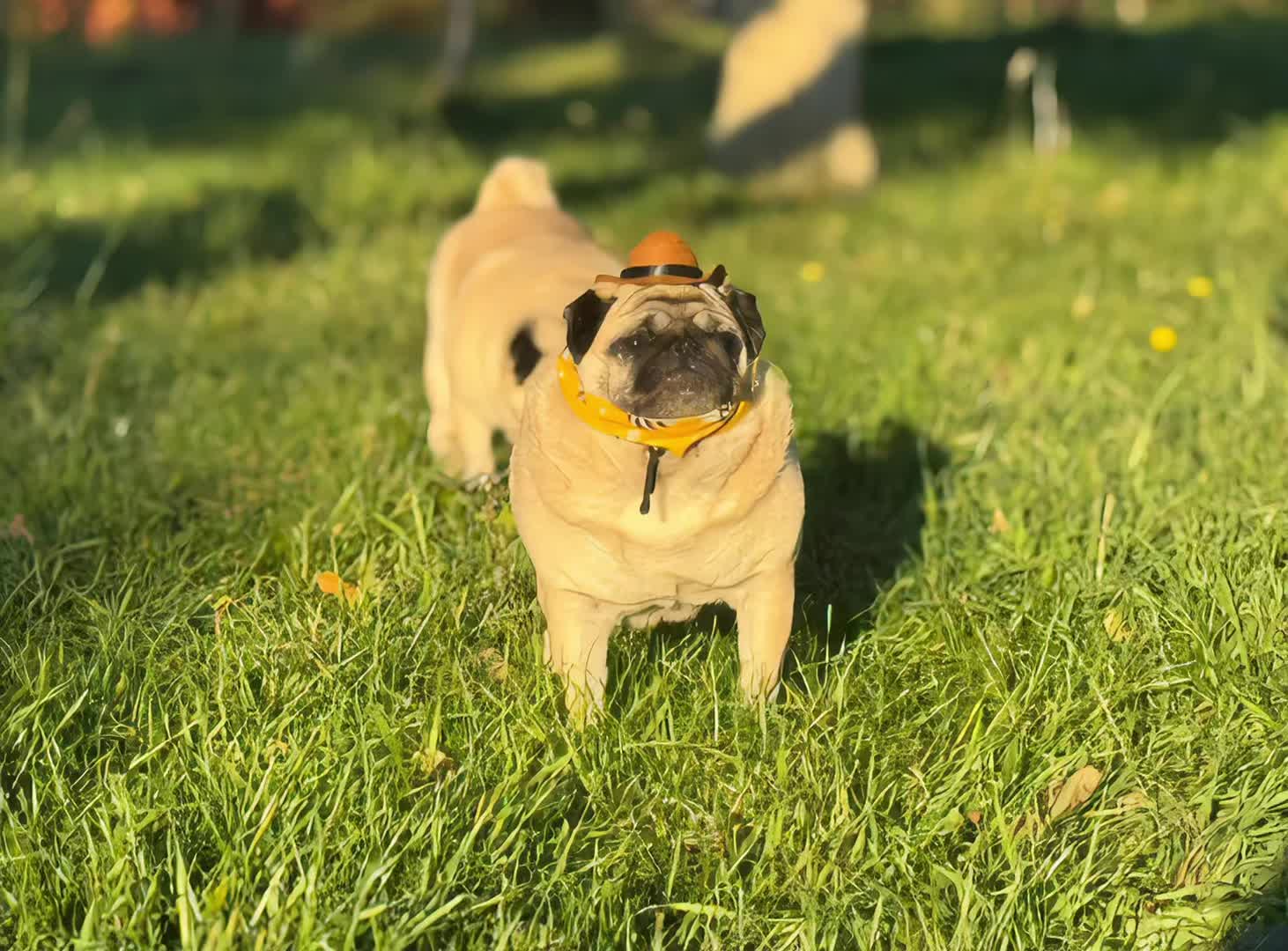 @Pug_bulka