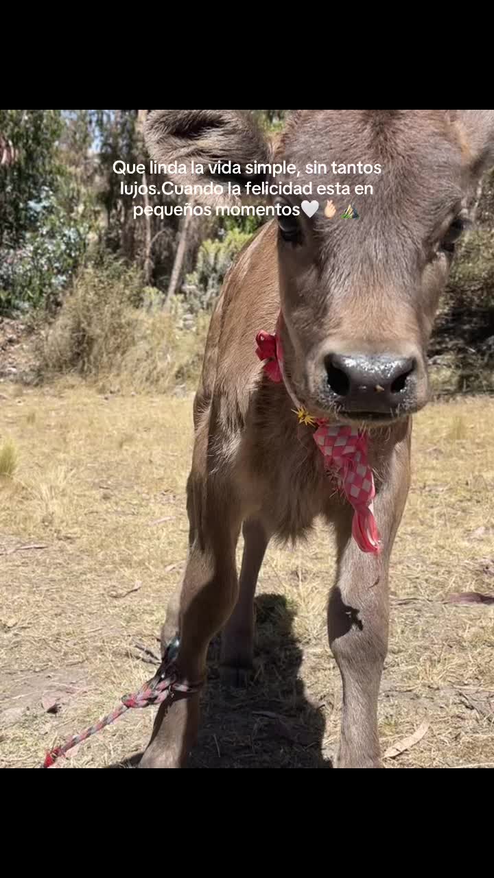 @DONANTELOS27👨&zwj;🍳