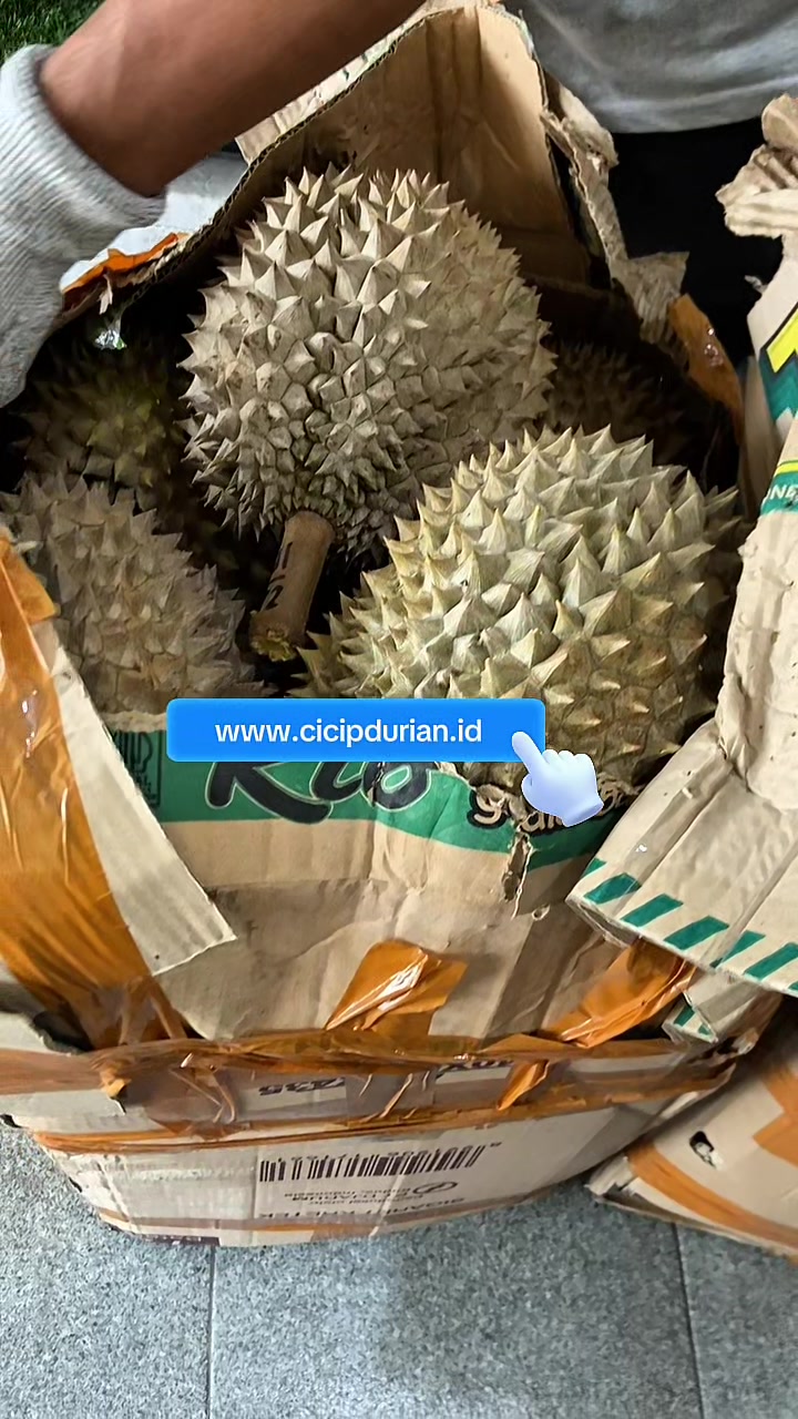 @CICIP DURIAN