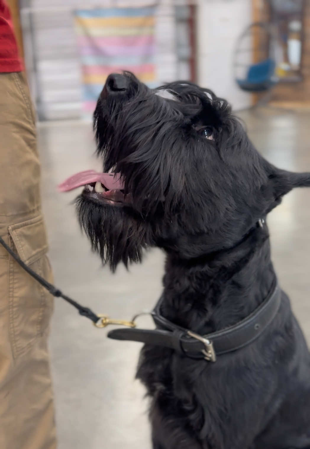 @Protection Dog Sales