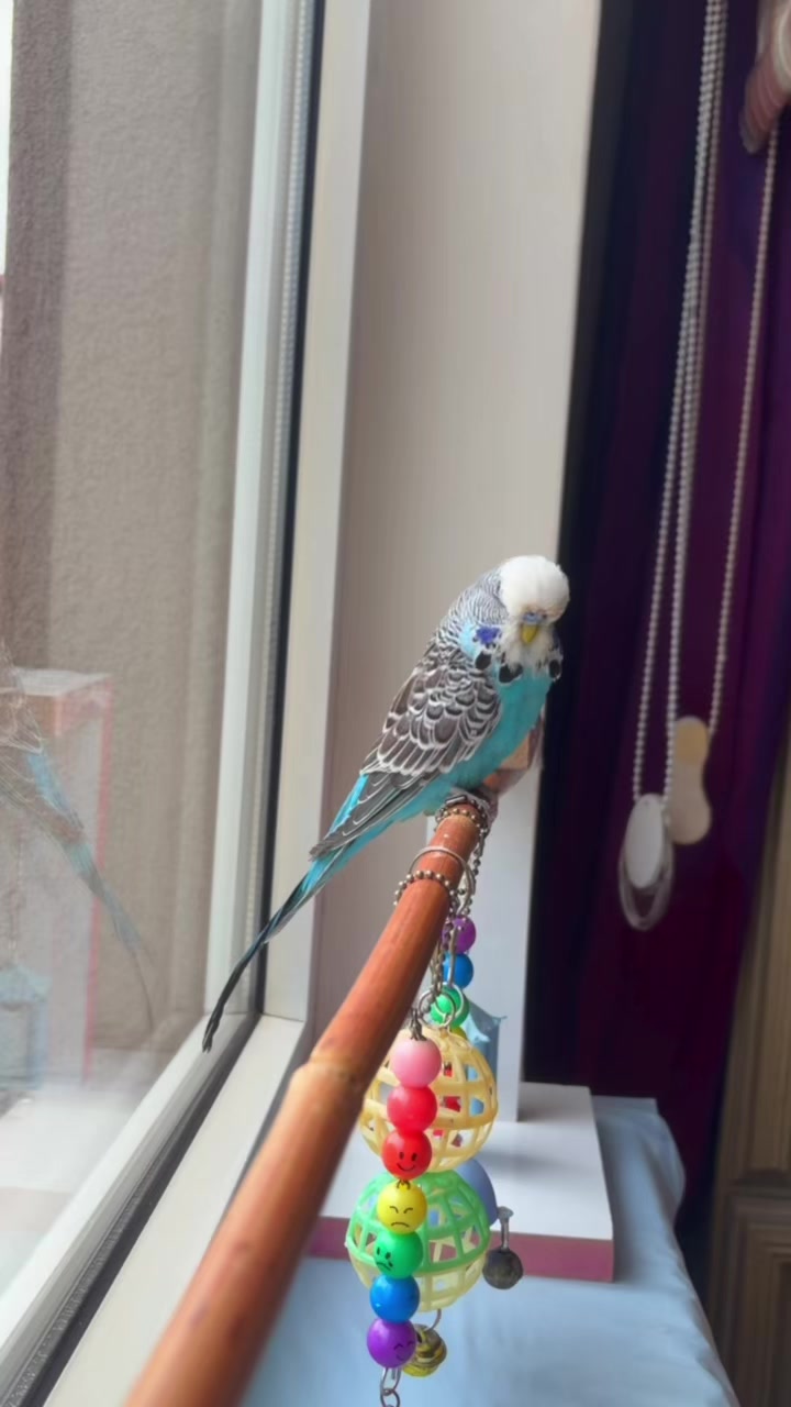 @bbb.budgie
