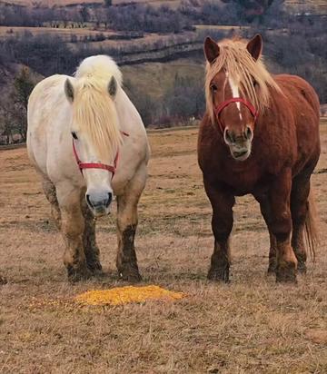@🐴Horses🐴
