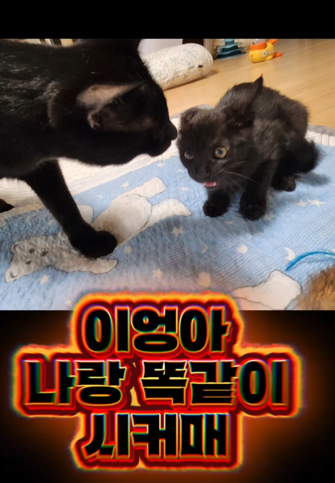 @우다다냥냥냥