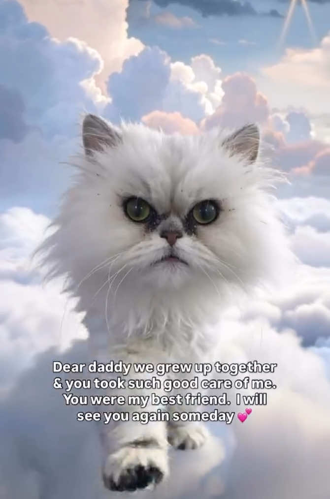 @Christypaw Persians