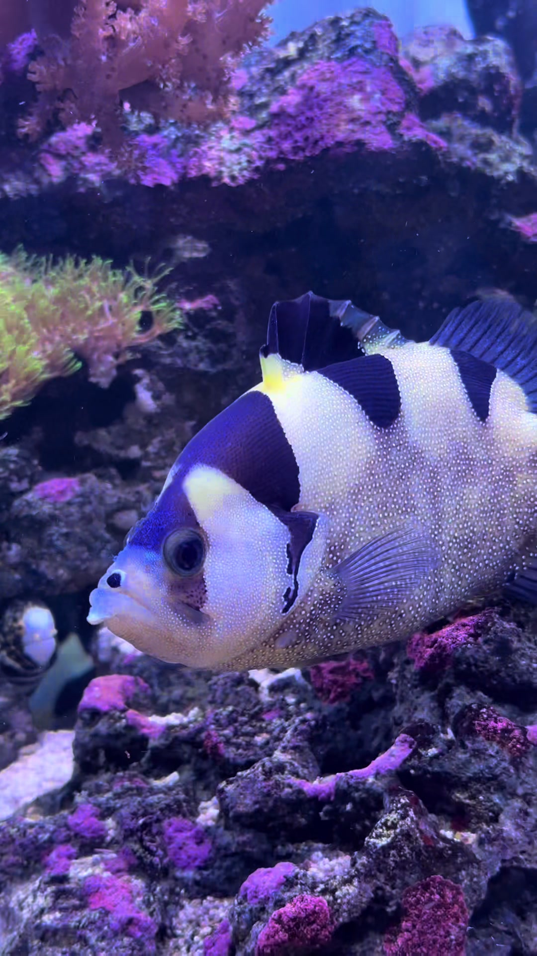 @ReefSync