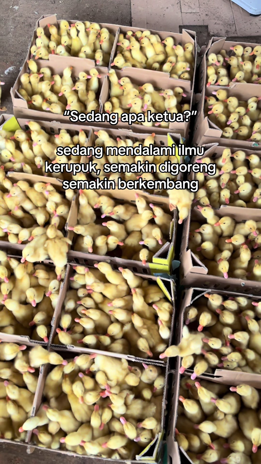 @PT BAGUS JAYA FARM