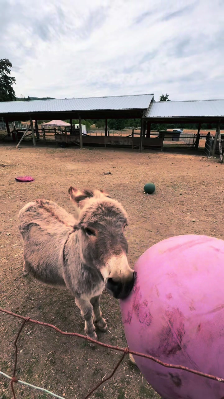 @Home for Hooves 🐽