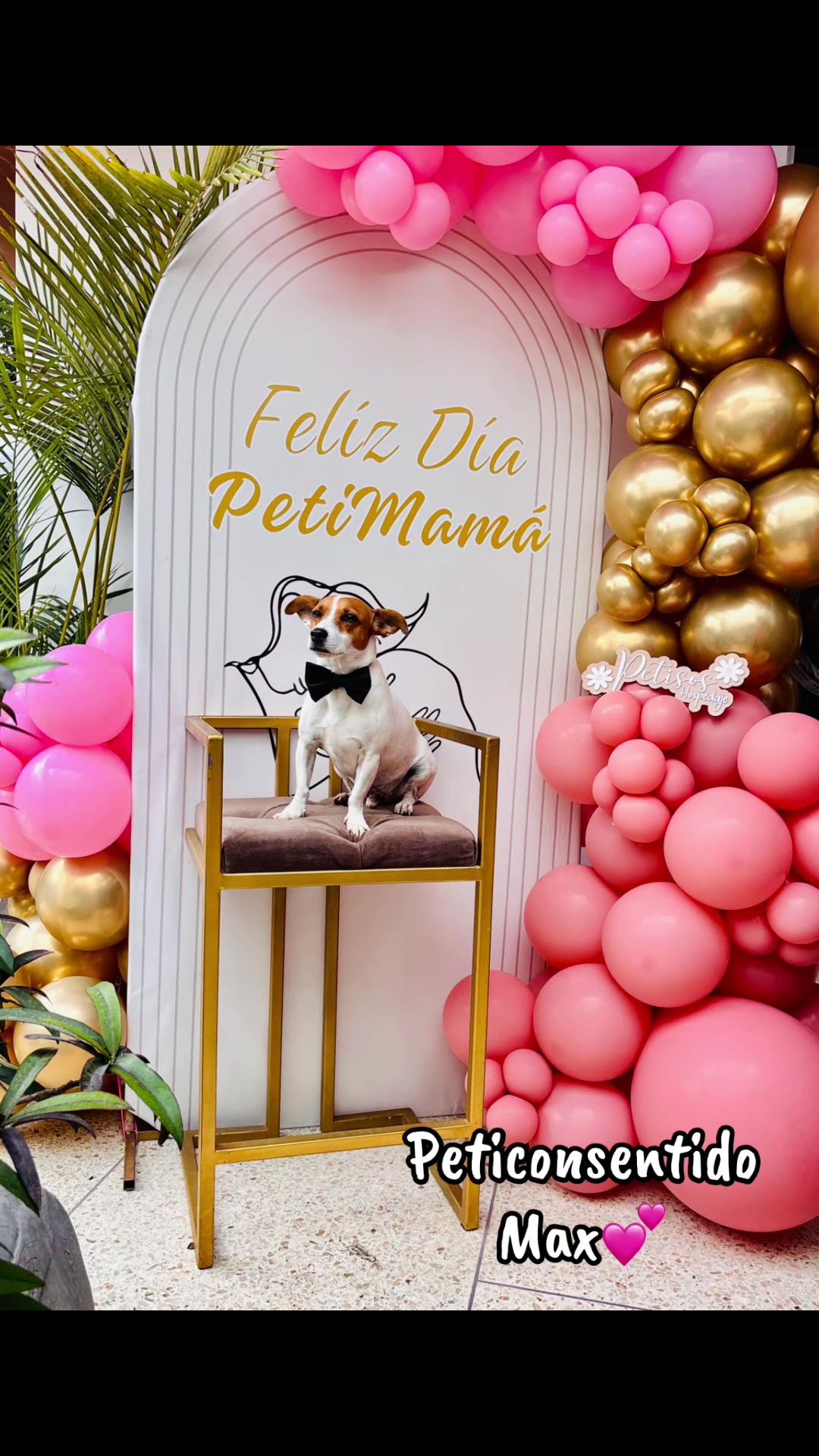 @🐾 Petisos 🐾