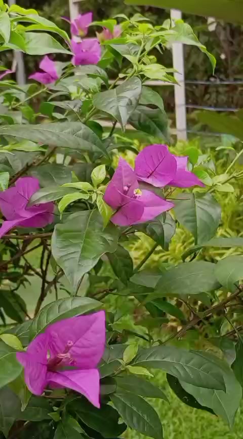 @Ichsan Solihudin
