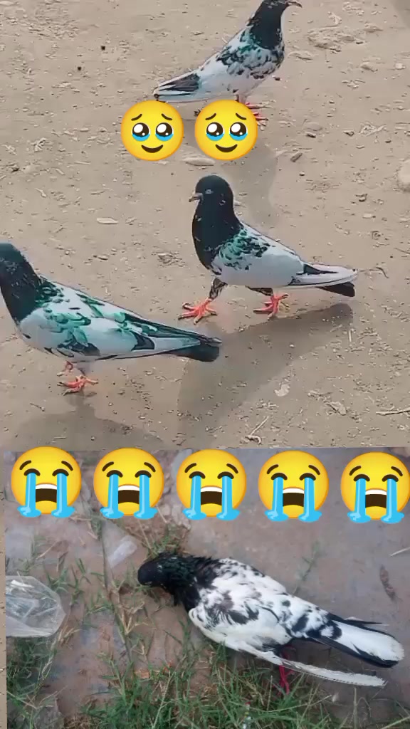 @🚩Aryan da shook 🚩