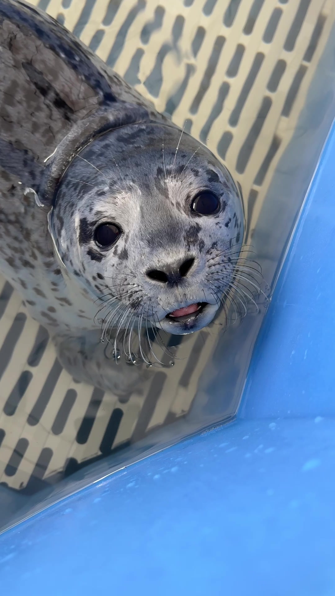 @Marine Mammal Rescue Society