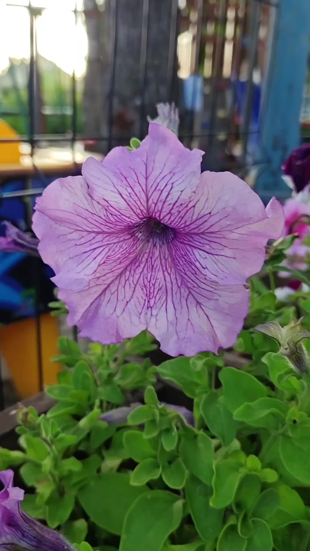 @Лена