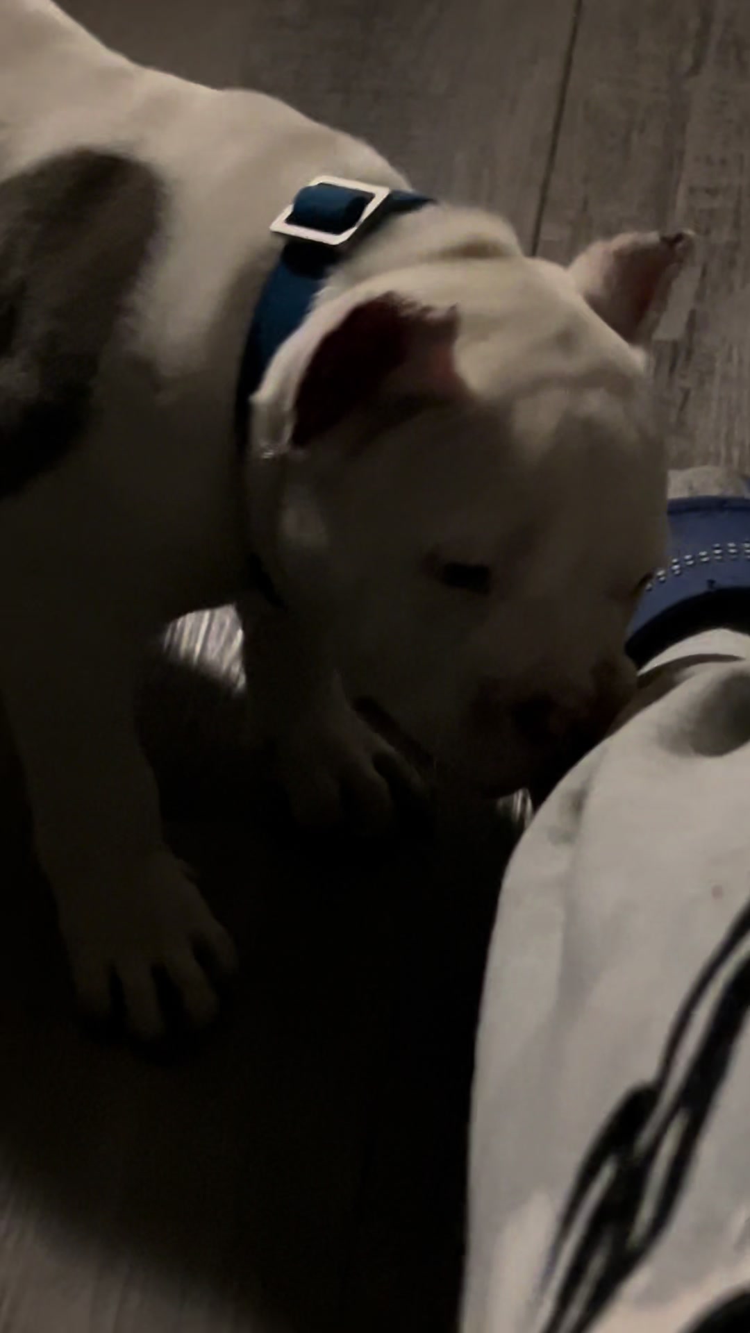 @kingsbullys