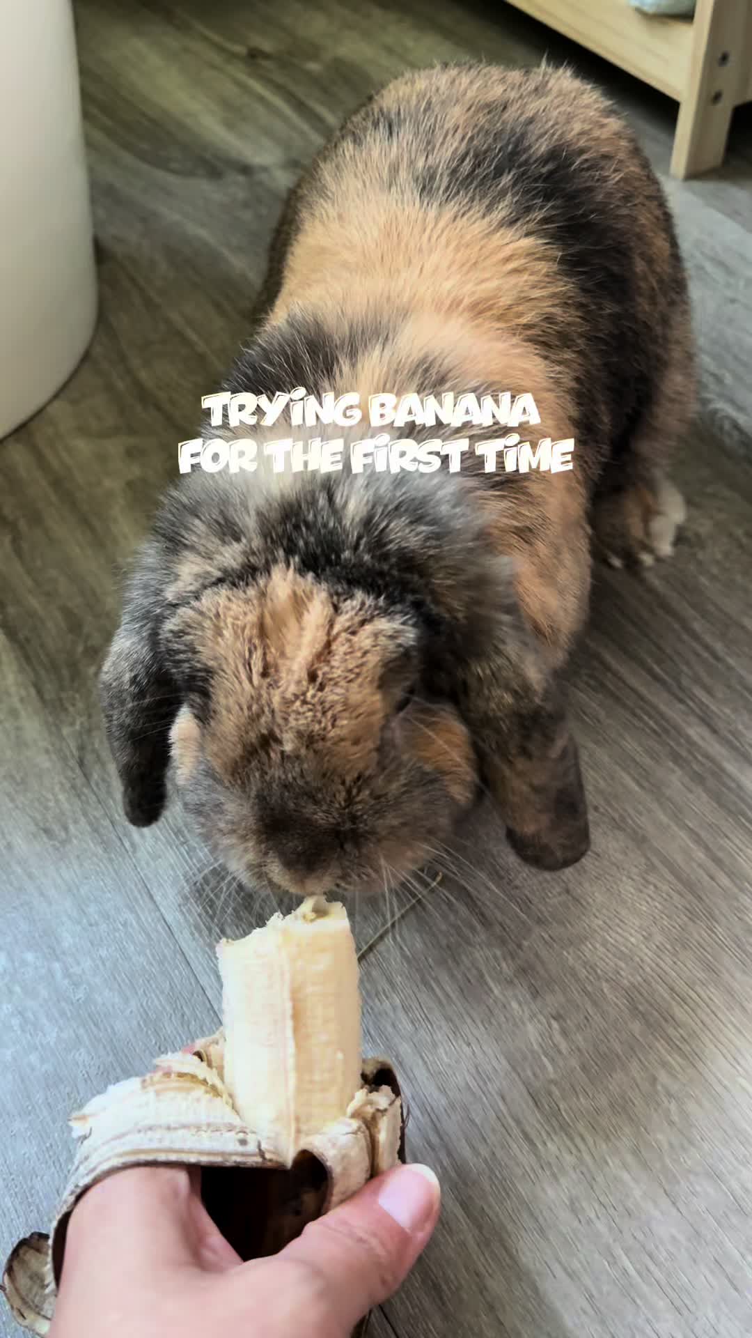 @Cookie and Twix the Bunnies