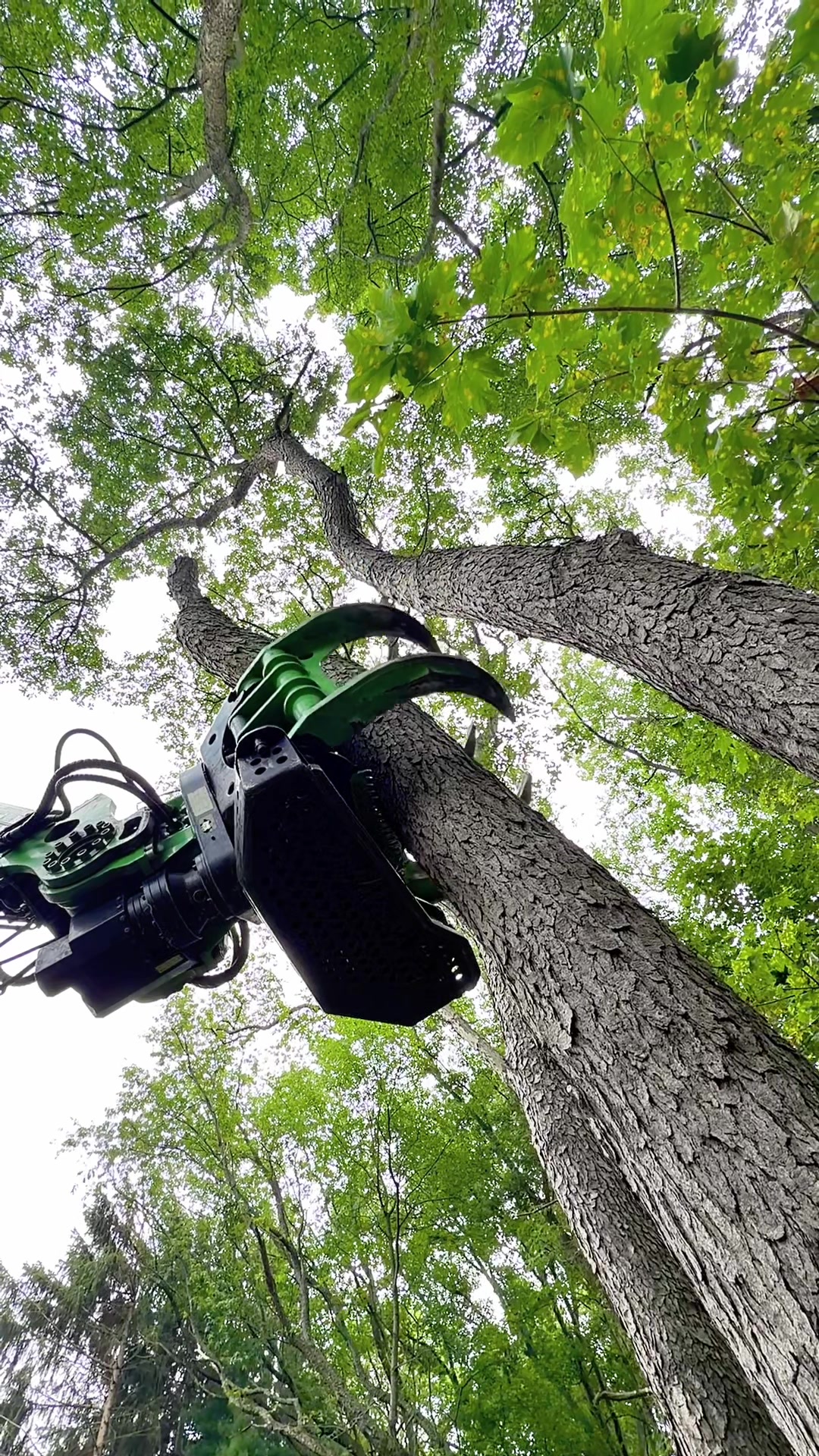 @kravitztreeservice