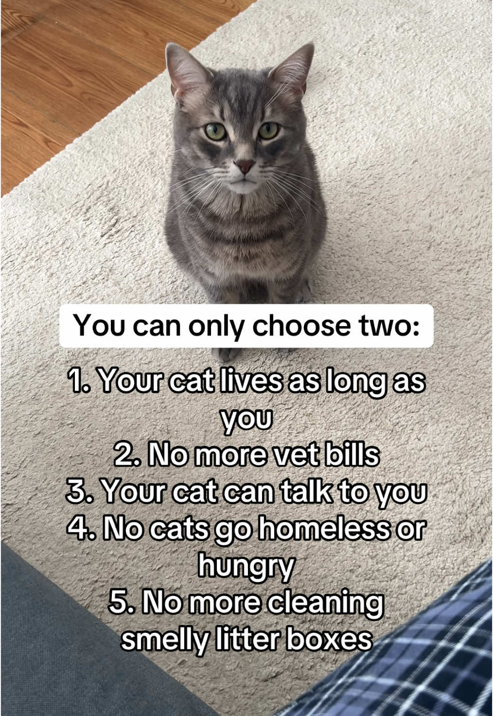 @Ollie 🐱