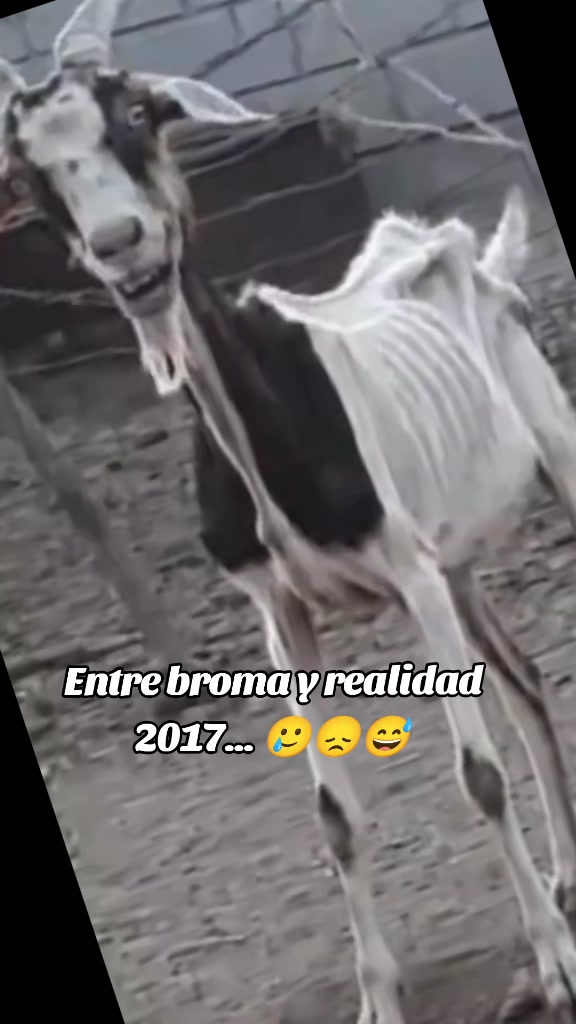@🦴🦴 B O N E 🦴🦴