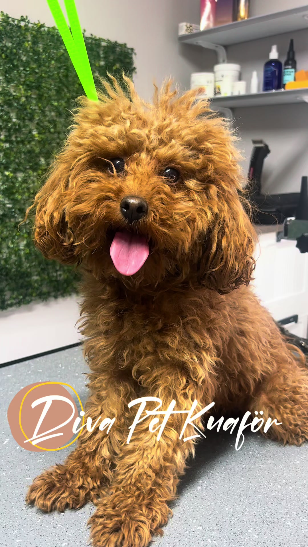 @Diva Pet Kuaf&ouml;r Ankara