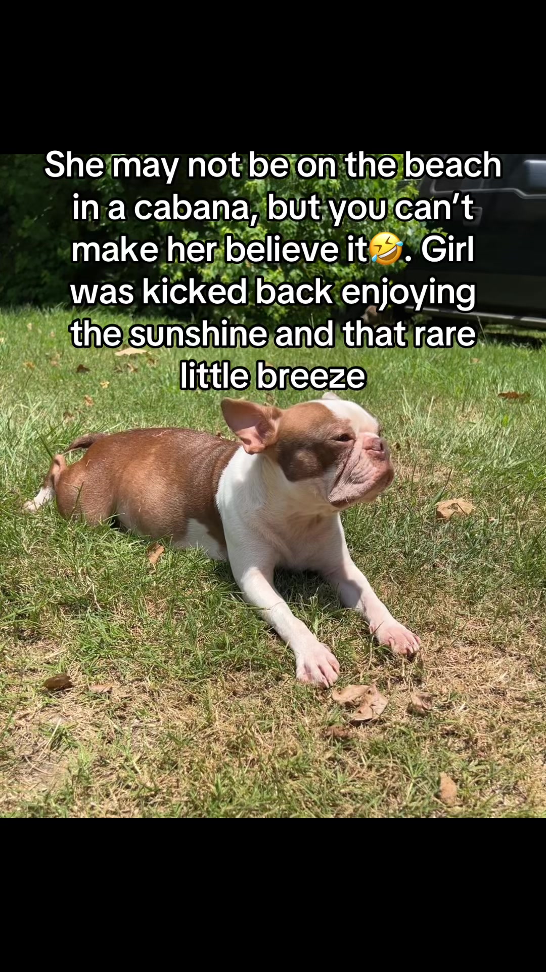 @SE Boston Terriers