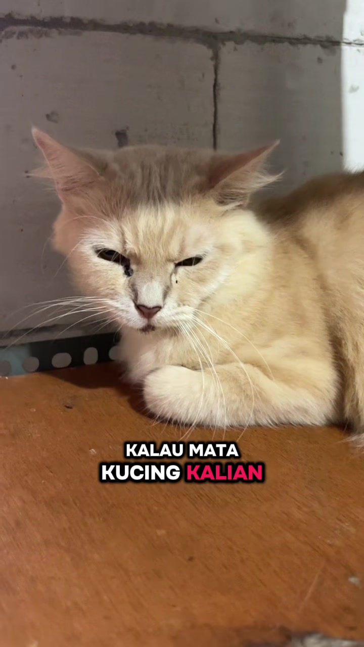 @BUMI ANABUL😺