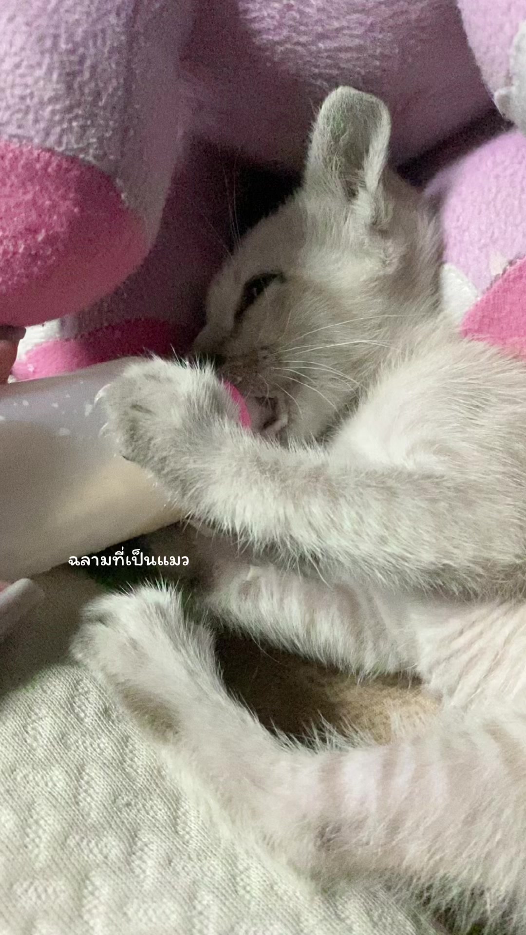 @นภัชชา