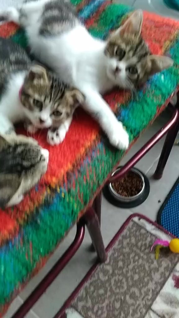 @💞S̴E̴V̴D̴A̴ ̴💞KEDİ💞