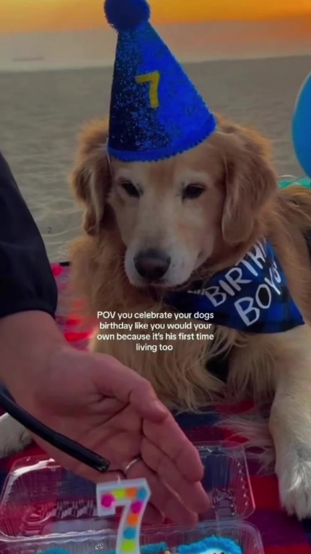 @Kevin&rsquo;s Paw Club