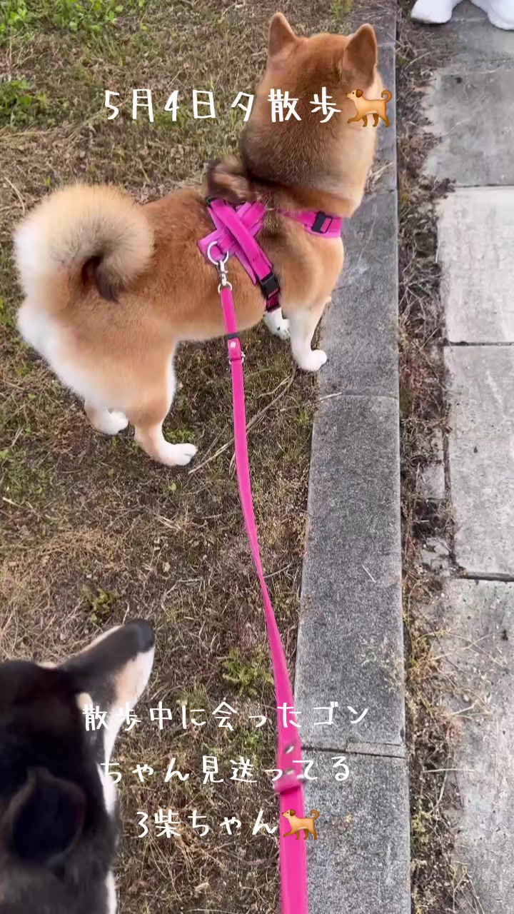 @111シンゴ