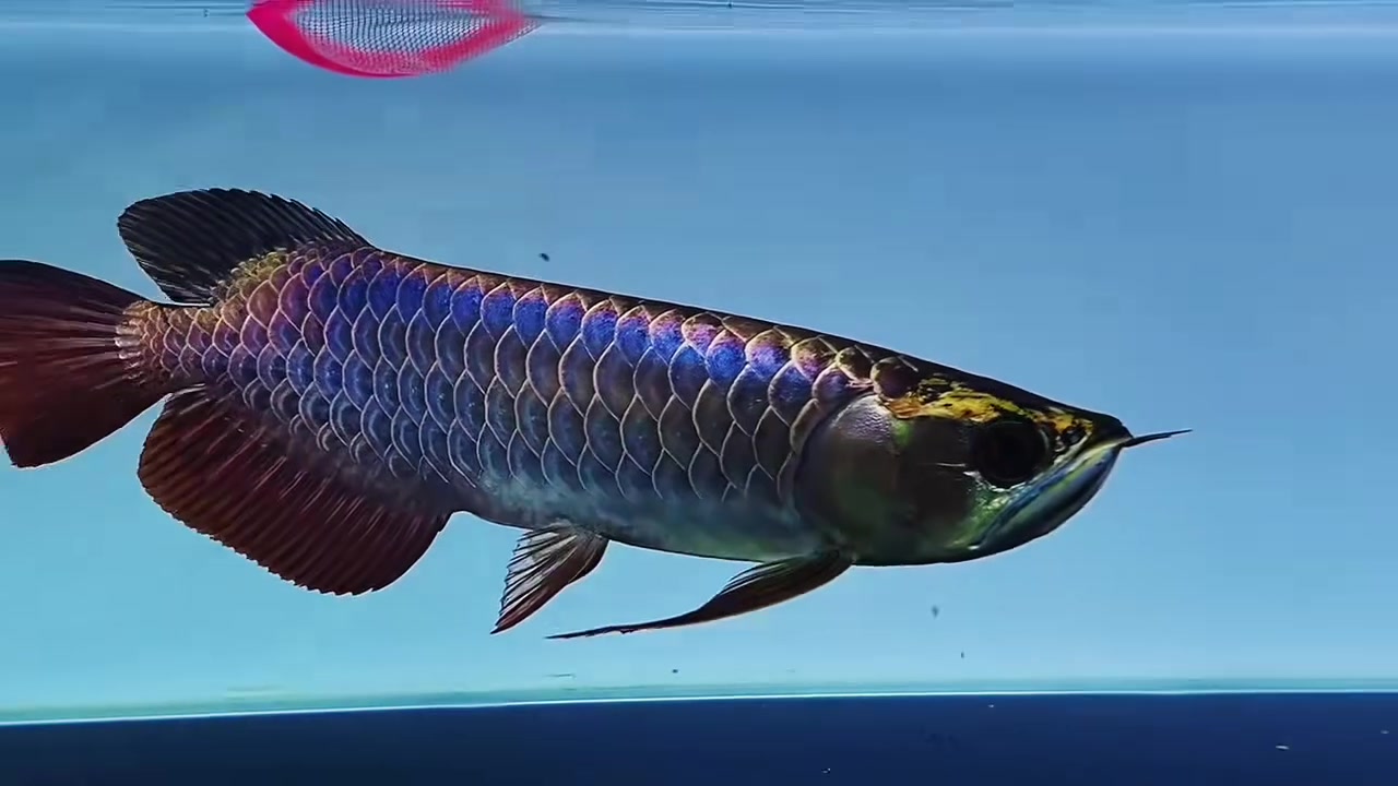 @網上看魚