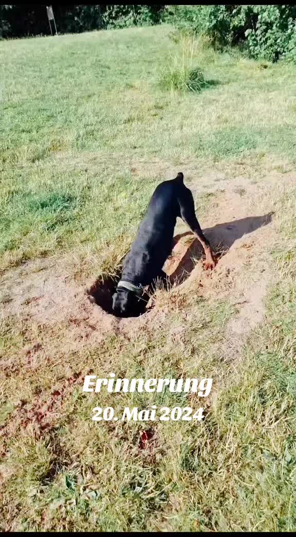 @🦊Rotfüchsin🦊