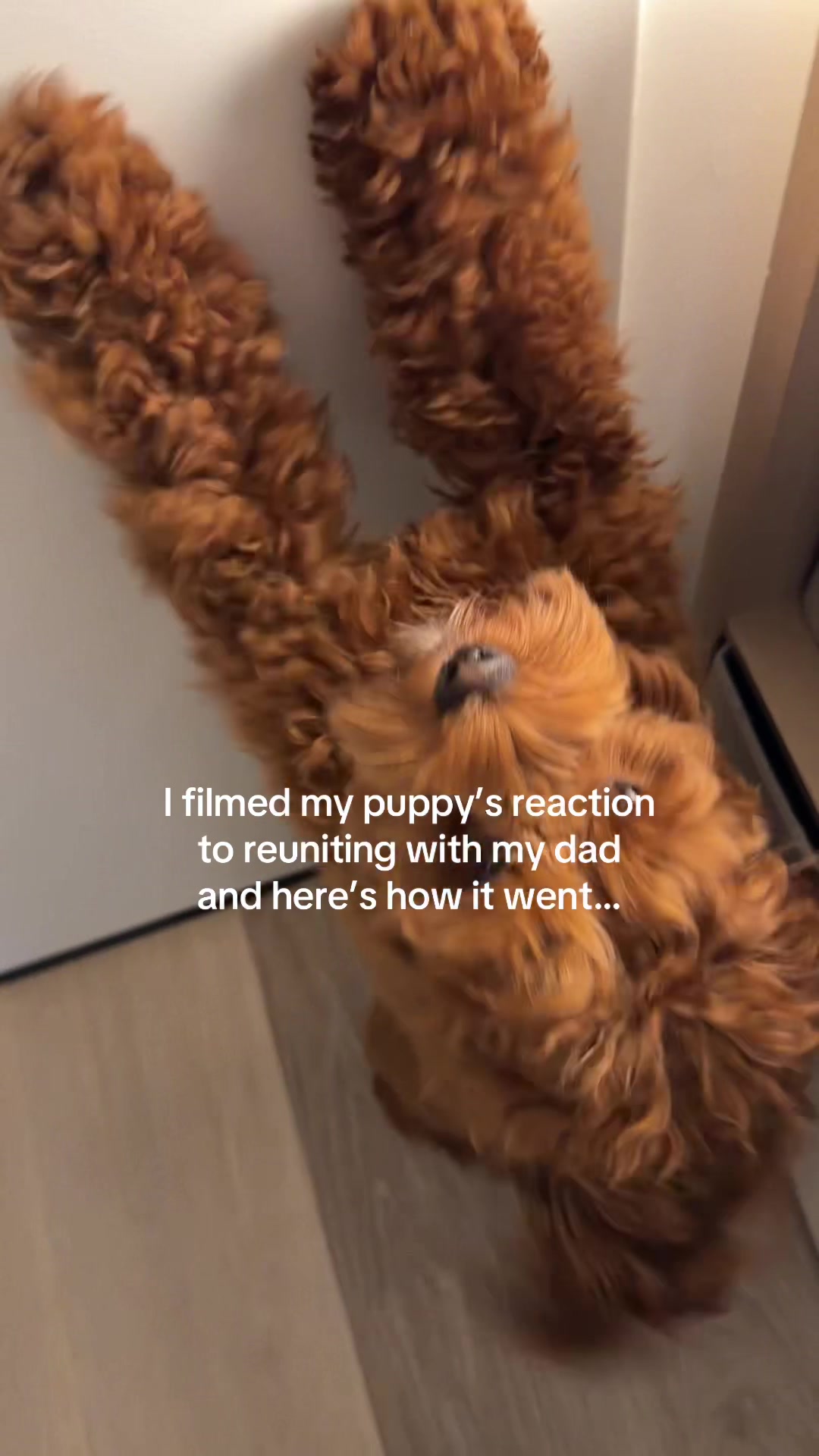 @Lilo The Cockapoo