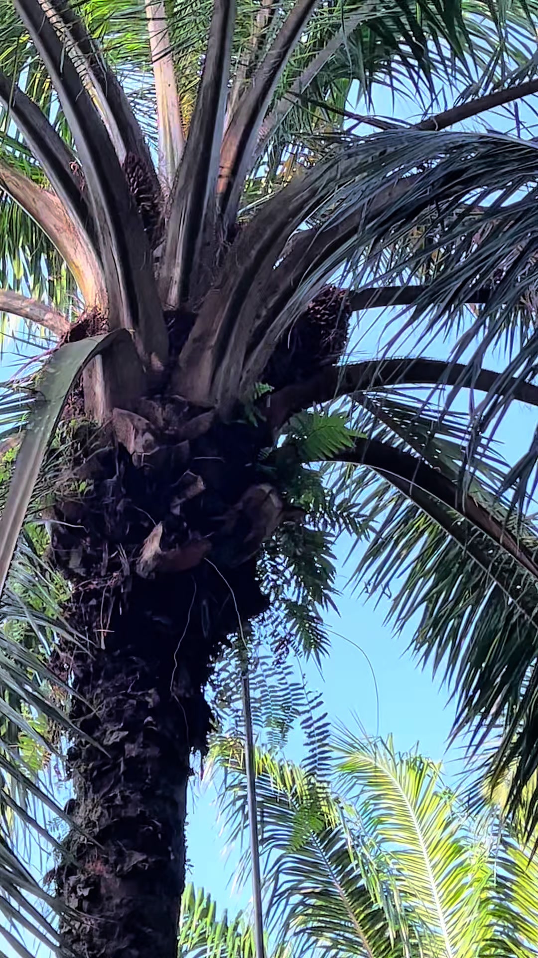 @Harry palm oil