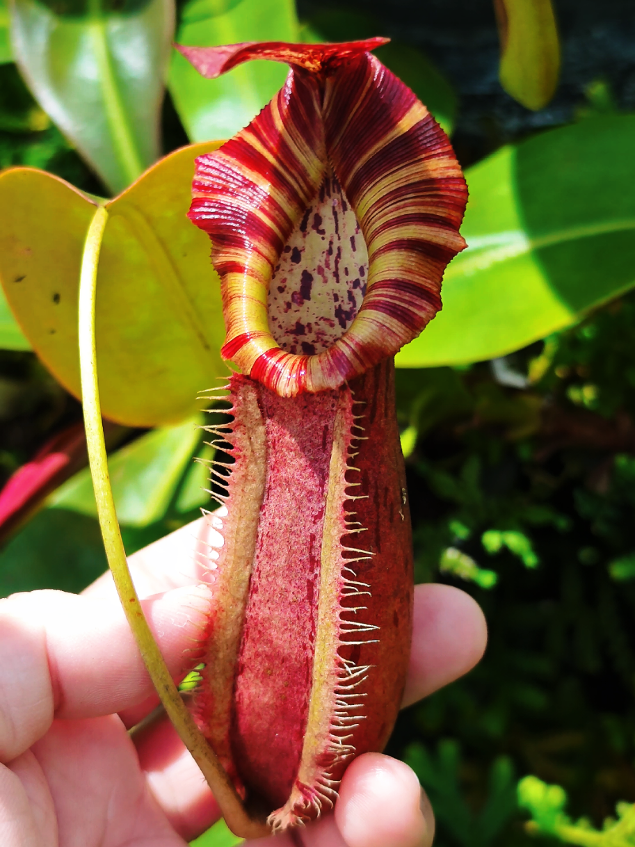 @GSp.Rayong Nepenthes