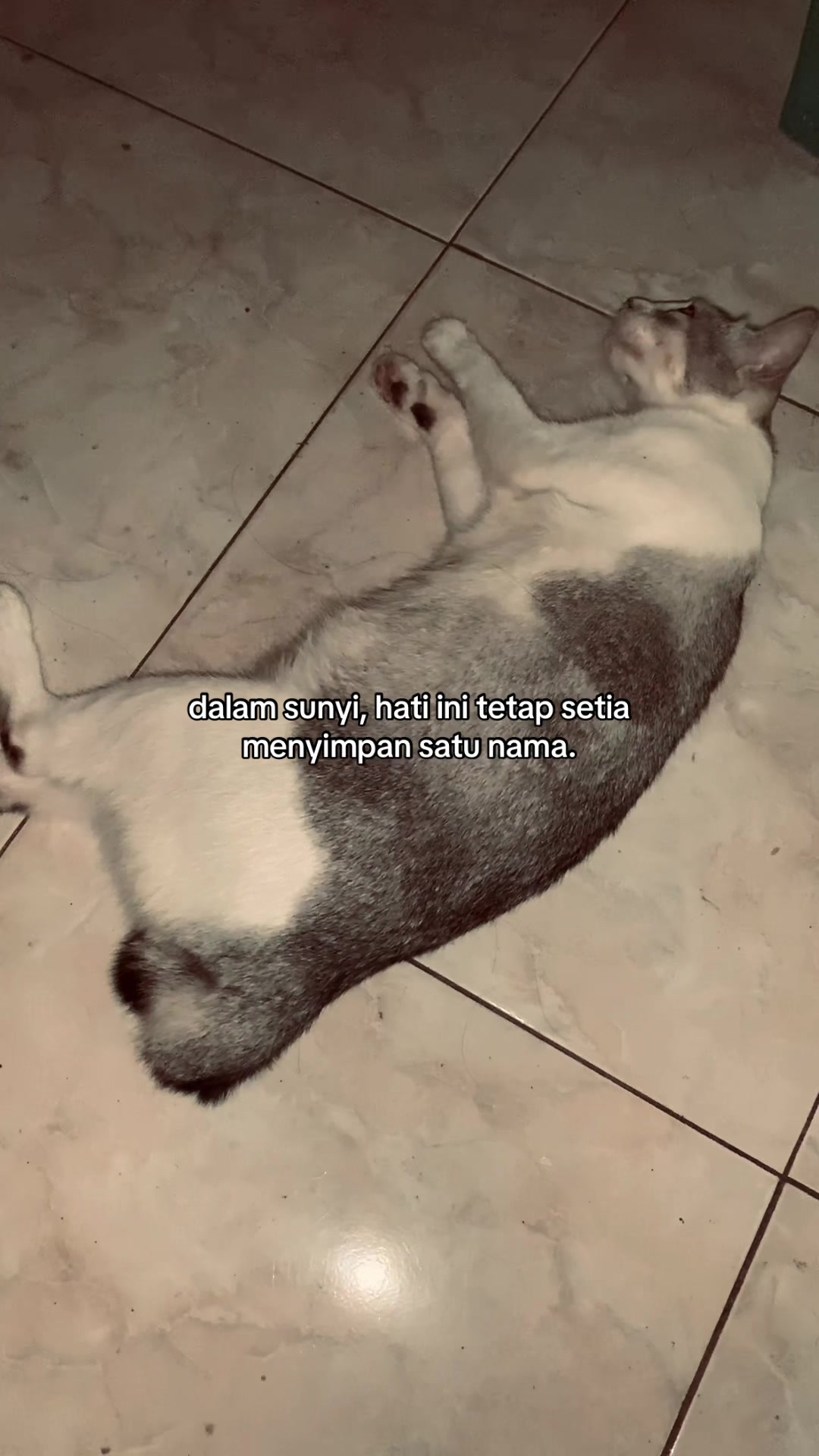@lapolap
